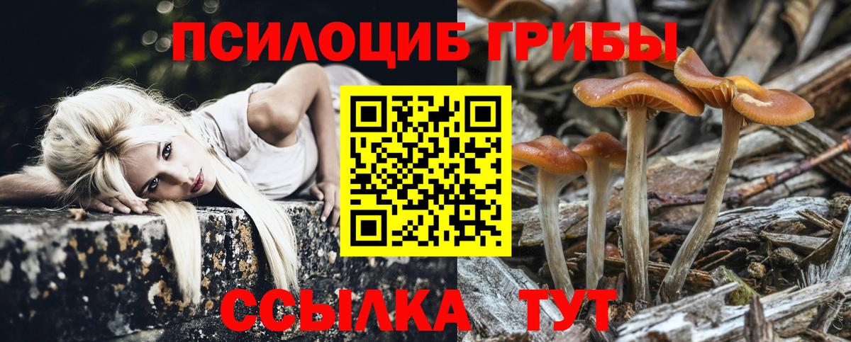 Псилоцибиновые грибы Cubensis Гурьевск